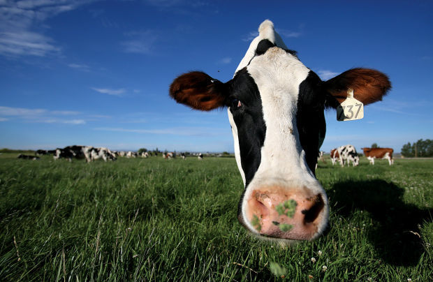 YOR Dairy